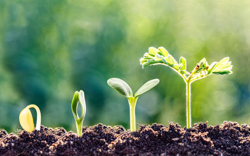 Case Study Hermann Meyer KG: Wachsende Pflanzen als Symbolbild f&uuml;r Zukunftsf&auml;higkeit